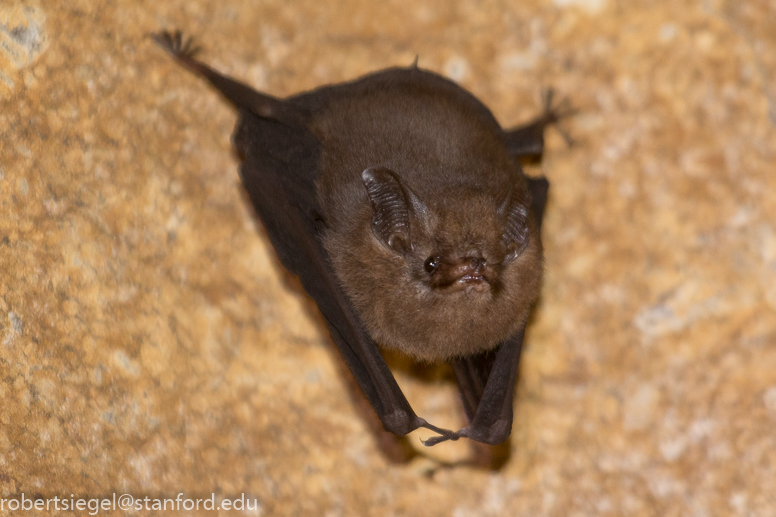 bat